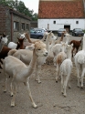 Wandeling met de alpaca's (enkel met de Ladies)